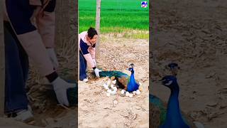 Beautiful peafowl bird peacock birds love song bollywood hindisong [upl. by Tloh]