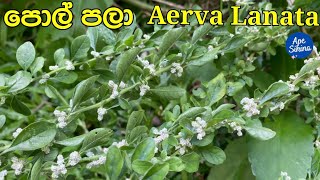 පොල්පලා තොරතුරු  Aerva Lanata Polapala  Mountain Knotgrass Pindikura  Pindichettu poola poo [upl. by Wyatt]