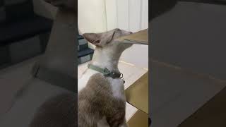 Cat Sniffing😊 cutecat sniffing funny viralshorts catvideos [upl. by Faulkner274]