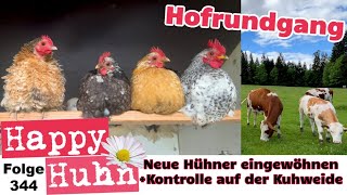 HofRundgang im Mai Neue Hühner eingewöhnen und Kontrolle bei unseren Mutterkühen Happy Huhn E344 [upl. by Eenolem]