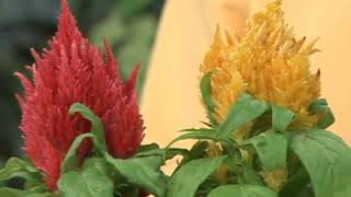 Celosia Plant Care [upl. by Analart]