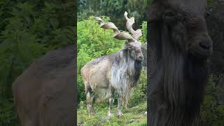 🐮◇⁵ ▪︎ Markhor Capra falconeri  Observed in Description [upl. by Sinnej]