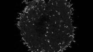 vaccinia virus induced actin tails [upl. by Nilorac]