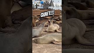 Angry seal calls for quiet [upl. by Ransome]