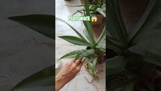 shots plants flower garden flowergarden garden agave plant care flowerplants [upl. by Bathsheb]