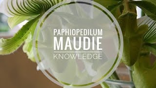 Paphiopedilum Maudiae Orchid Journal  Care History Knowledge Ep2 Paphiopedilum Maudie [upl. by Nnaeoj]