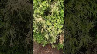 Emerald Green Arborvitae turning brown  Root Rot [upl. by Eelesor]