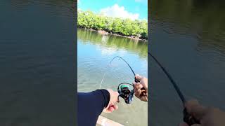 Mangrove Fish fishing anglerslife bossleo baitandwait [upl. by Anitan]