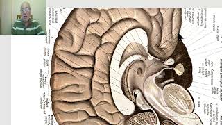 Anatomy of CNS Module in Arabic 2024Commissural and projection fibers by Dr Wahdan [upl. by Nelleh89]