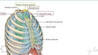 Thoracic cage [upl. by Flemming706]