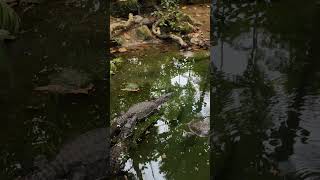 Weiter im Tropenhaus 🌴 Abenteuer im Krefelder Zoo 🐒🦎🐍 Tropenhaus KrefelderZoo ExotischeTiere [upl. by Lenhart803]