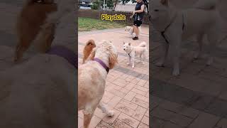 Dogs playdate goodtimes goodboy gooddog goodvibes happydog dogpark dogsarelife dogfun pets [upl. by Elok]