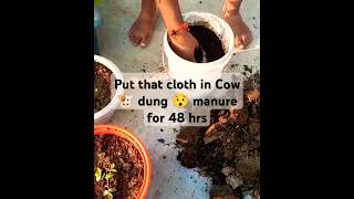 😨How to Germinate Onion 🧅 Seeds  😮😮😮 shortsfeed trending viralshorts youtube [upl. by Boehmer332]