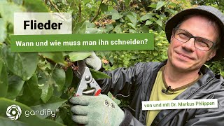 Wann und wie ihr euren Flieder richtig zurückschneidet Hilfreiche Tipps vom Gartenprofi [upl. by Eidroj]