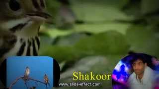 idrees chaman wallah pashto song 2013 raza raza da zra karara By shakoor [upl. by Queena]