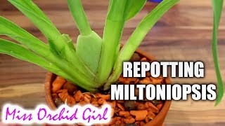 Repotting Miltoniopsis Orchid in Seramis and hydroton [upl. by Aicelaf]