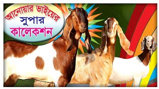 আনোয়ার ভাইয়ের সেরা মানের উন্নত হাই কোয়ালিটি বিভিন্ন জাতের সুপার সব ছাগলের কালেকশন  Goat Farming [upl. by Smeaj]