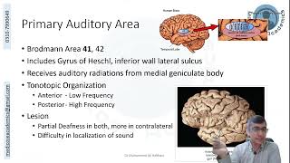 Temporal Lobe Functional Areas [upl. by Aicemaj]