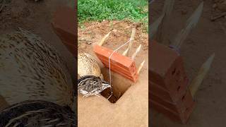 Create DIY Amazing Trap  Quail Trap shorts [upl. by Lazor]