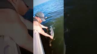 Striped Bass Released [upl. by Haon]