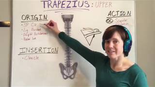 Trapezius Muscle Anatomy [upl. by Elodia438]