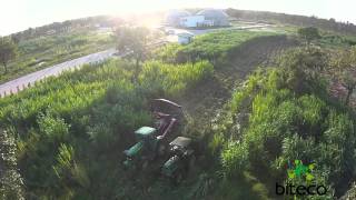 Napier grass harvesting for 1MW biogas plant in Thailand Part 1 [upl. by Zonda641]