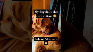 Dolo skin care at 3 am😂 kya aapka bhi dog karta hai dogbreedsdogtrainersofig labradordogs viral [upl. by Ecnarwal]