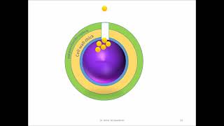 Streptococci Grampositive catalase negativecocci A [upl. by Annaik]