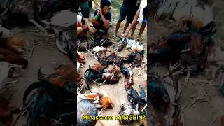 Must watch Minassacre ng SIGBIN Sayang mga alaga koshorts [upl. by Kingdon332]