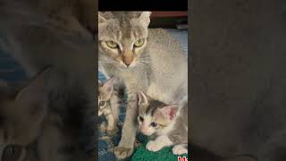 Biralo ko bachha babycat kitten cat catlover cute animals sukanshrestha [upl. by Okimat]