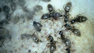 Understanding your ants Lasius niger [upl. by Lavinia]