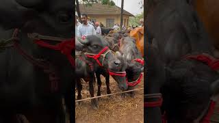 Manjeri cholakkal cattle market cow bull buffalo beefcattle beefs [upl. by Aelanna]