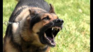 Download Large Dog Growling Sounds Effects MP3 [upl. by Enaht684]