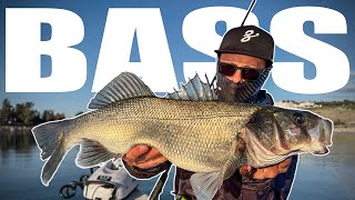 Do you SEE it Monster SEABASS  BLUEFISH [upl. by Boehike]