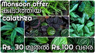 Calathea plants 9 varieties for sale Rs 30 to Rs 100 [upl. by Tallia]