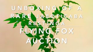 Unboxing a Rare Jaboticaba Restinga from Flying Fox Fruits [upl. by Anitsirhcairam]