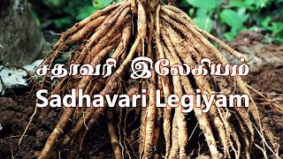 Sadhavari Legiyam சதாவரி இலேகியம் Part 12  Preparation and Uses Tamil [upl. by Ailegra]