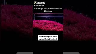 AQUASCAPE FULL ROTALA ROTUNDIFOLIA BLOOD RED shorts [upl. by Airbmak623]