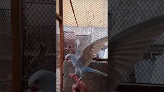 see the real beauty lacewing ringneck fresh male parrot [upl. by Eedyah]