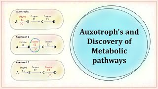 Auxotroph and discovery of metabolic pathway [upl. by Catha]