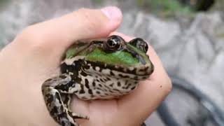 Жаба говорить skyrim beginning meme skyrim toad skyrimmeme frog funny skyrimmemes [upl. by Atwater]