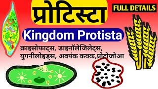 Protista kingdom Protista in hindi  Kingdom Protista class 11 Kingdomprotista protista NCERT [upl. by Nairred]