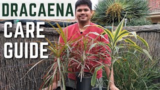 Dracaena Plant Complete Care Guide  Easy Tips for Vibrant Colors [upl. by Trey]