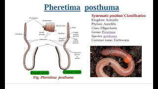 Pheretima posthuma in Nepali  class 11th  classification and morphology [upl. by Lucila330]