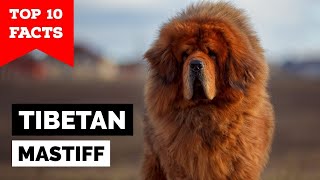 Tibetan Mastiff  Top 10 Facts [upl. by Gylys]