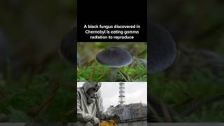 The black fungus of Chernobyl that is eating the radiation to grow [upl. by Aehcim]