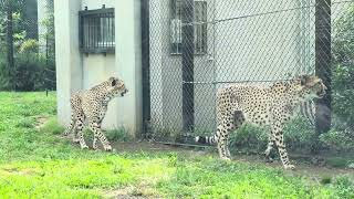 閉園時間が近くなって もう帰りたいチーター🐆3兄弟 千葉市動物公園 IMG 3732 [upl. by Yelsnit]