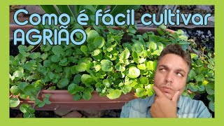 Como é fácil cultivar agrião horta [upl. by Perseus354]