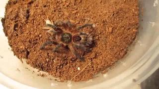 Part 1 of 3 From Beginner To Advanced Tarantula KeepingFeeding [upl. by Aan]