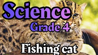 fishing cat  How tapetum lucidum works   LESSON 4  science primary 4  hunting at night [upl. by Liddle]